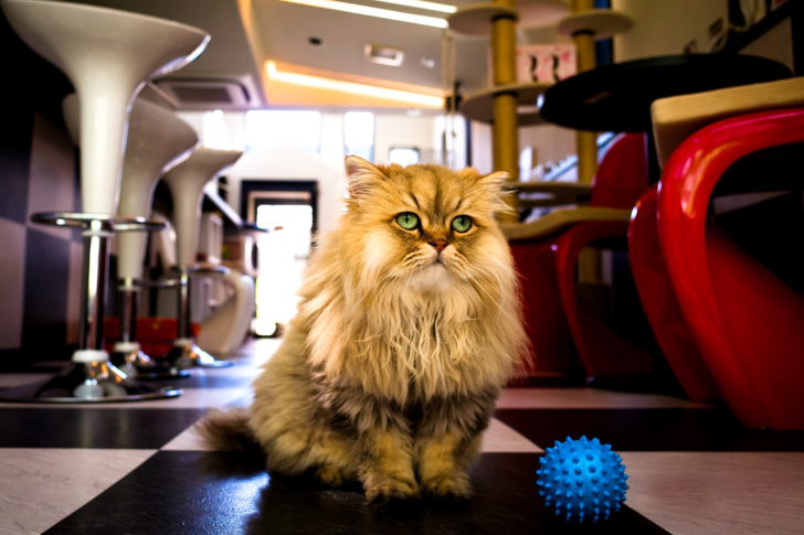 Обои Shaggy Cat