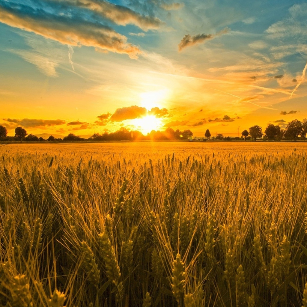 Обои Sunset And Wheat Field 1024x1024