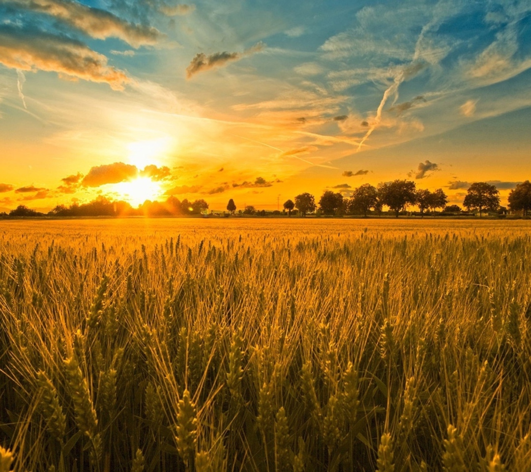 Das Sunset And Wheat Field Wallpaper 1080x960
