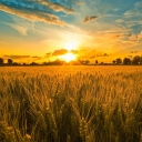 Sunset And Wheat Field wallpaper 128x128