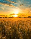 Обои Sunset And Wheat Field 128x160