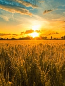 Screenshot №1 pro téma Sunset And Wheat Field 132x176