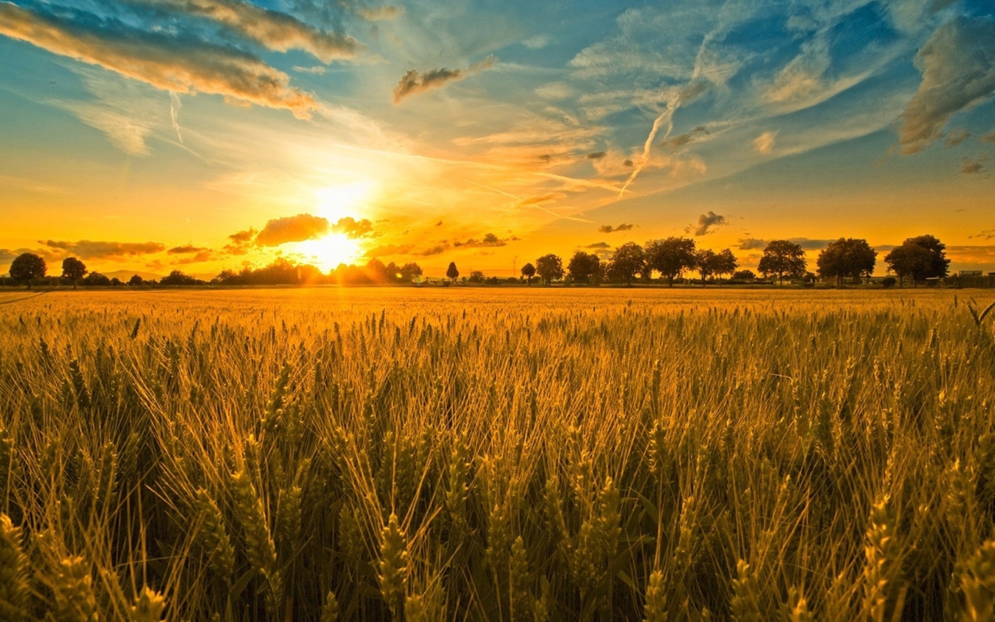 Обои Sunset And Wheat Field 1440x900
