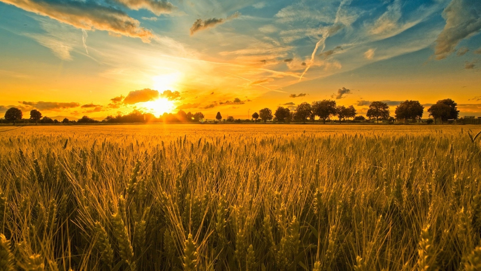 Das Sunset And Wheat Field Wallpaper 1600x900