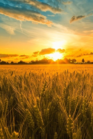 Das Sunset And Wheat Field Wallpaper 320x480