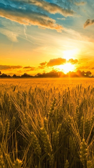Fondo de pantalla Sunset And Wheat Field 360x640