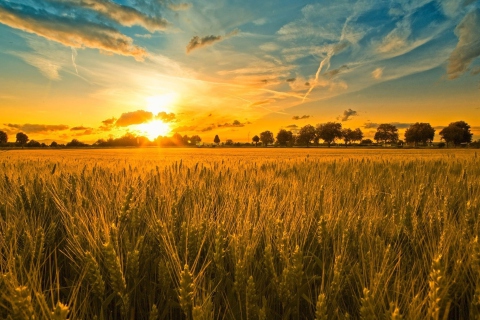 Das Sunset And Wheat Field Wallpaper 480x320