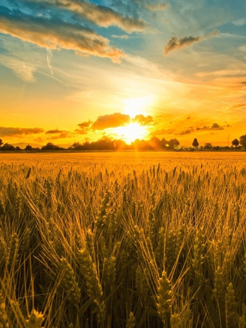 Обои Sunset And Wheat Field 480x640