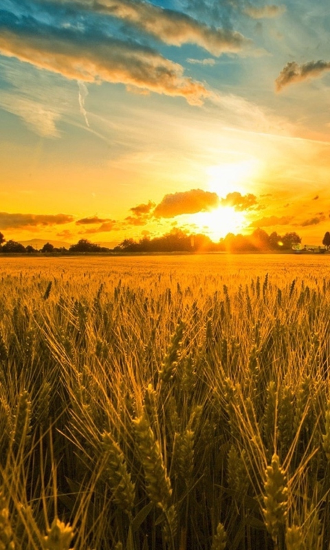 Sfondi Sunset And Wheat Field 480x800