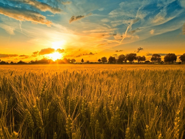 Sunset And Wheat Field wallpaper 640x480