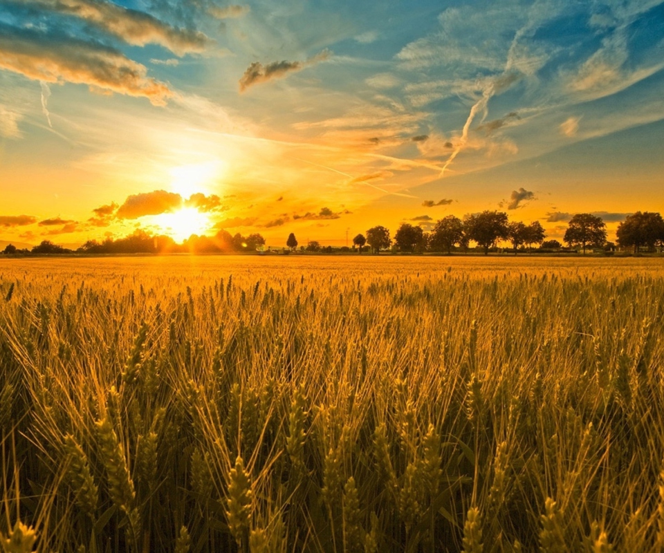 Обои Sunset And Wheat Field 960x800