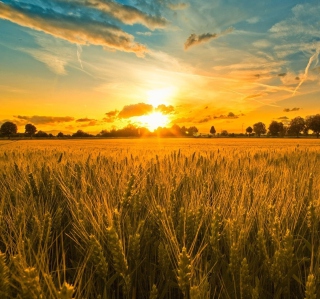 Sunset And Wheat Field - Obrázkek zdarma pro 1024x1024