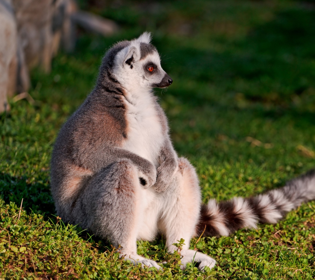 Fondo de pantalla Lemur 1080x960