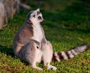 Sfondi Lemur 176x144