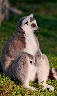 Обои Lemur 240x400