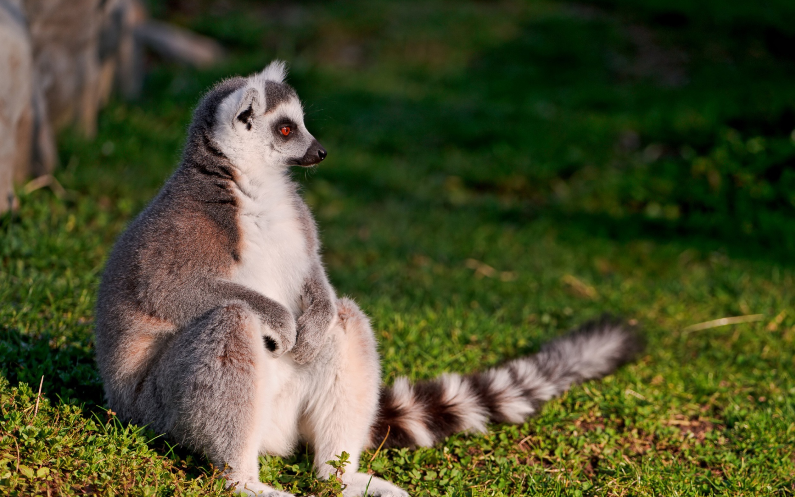 Fondo de pantalla Lemur 2560x1600