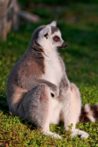Lemur screenshot #1 320x480