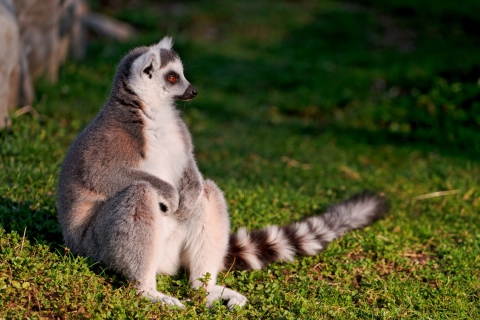 Обои Lemur 480x320