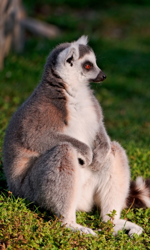 Fondo de pantalla Lemur 480x800
