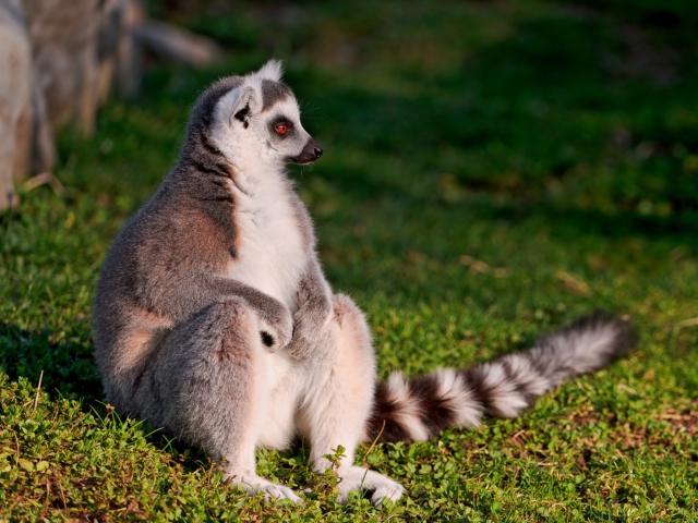 Fondo de pantalla Lemur 640x480