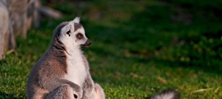 Sfondi Lemur 720x320