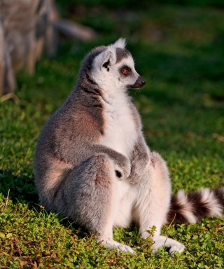 Lemur - Obrázkek zdarma pro Nokia C1-00