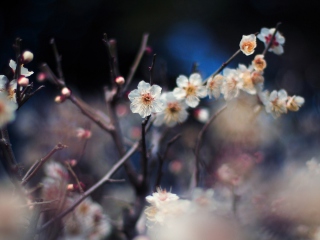 Fondo de pantalla Blooming Apricot Tree 320x240