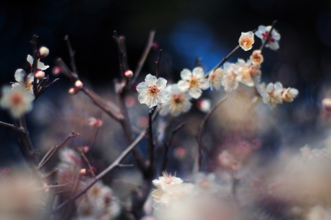 Blooming Apricot Tree wallpaper 480x320