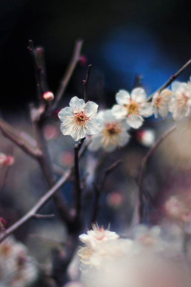 Blooming Apricot Tree screenshot #1 640x960