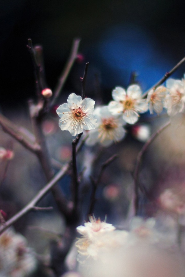 Blooming Apricot Tree wallpaper 640x960