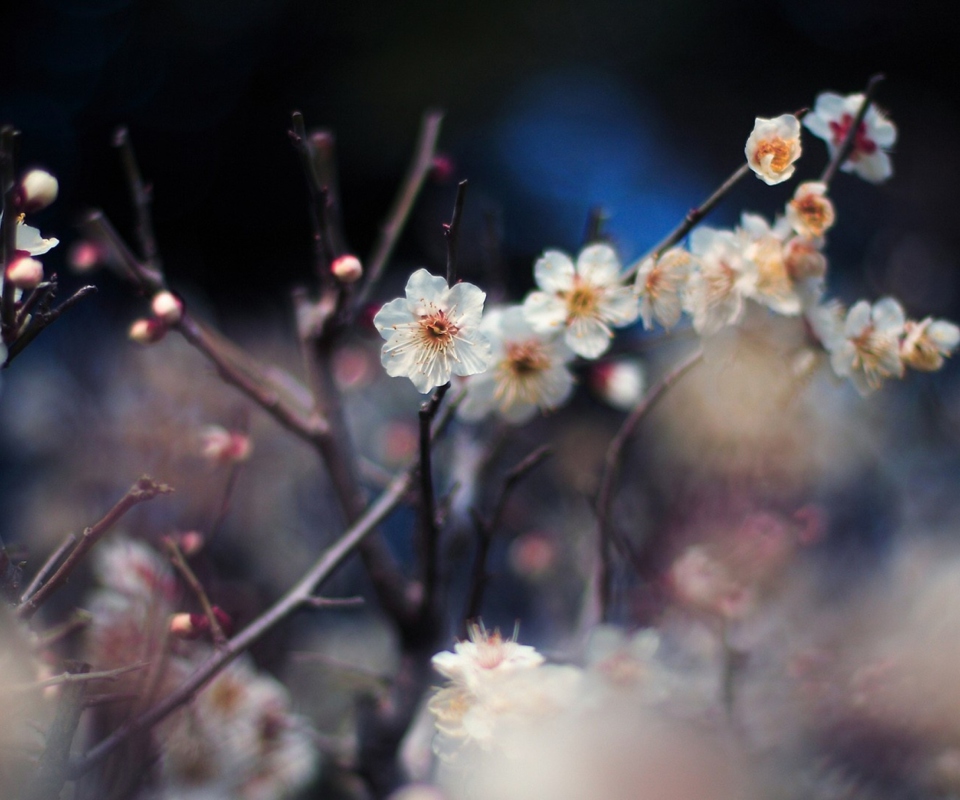 Обои Blooming Apricot Tree 960x800