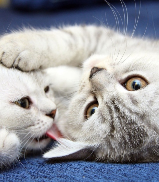 Grey Cats Playing - Obrázkek zdarma pro iPhone 6 Plus