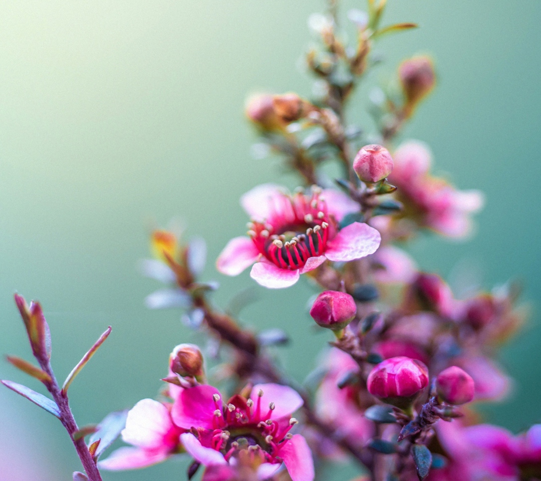 Spring Pink Flowers screenshot #1 1080x960