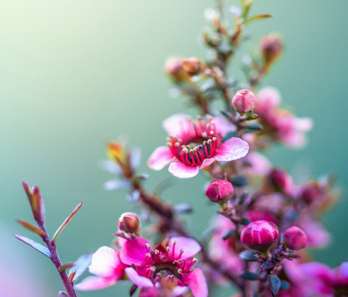 Spring Pink Flowers wallpaper 1200x1024