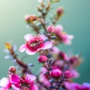 Spring Pink Flowers screenshot #1 128x128