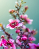 Spring Pink Flowers screenshot #1 128x160
