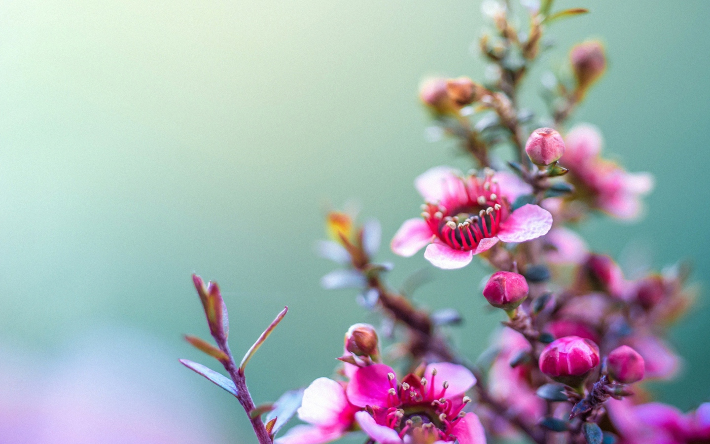 Fondo de pantalla Spring Pink Flowers 1440x900