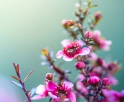 Screenshot №1 pro téma Spring Pink Flowers 176x144