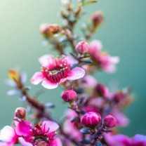 Spring Pink Flowers screenshot #1 208x208