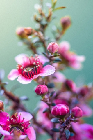 Spring Pink Flowers screenshot #1 320x480