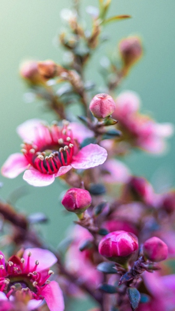 Spring Pink Flowers screenshot #1 360x640