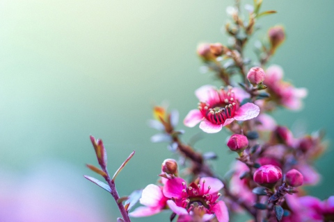 Spring Pink Flowers screenshot #1 480x320