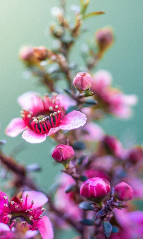 Spring Pink Flowers screenshot #1 480x800