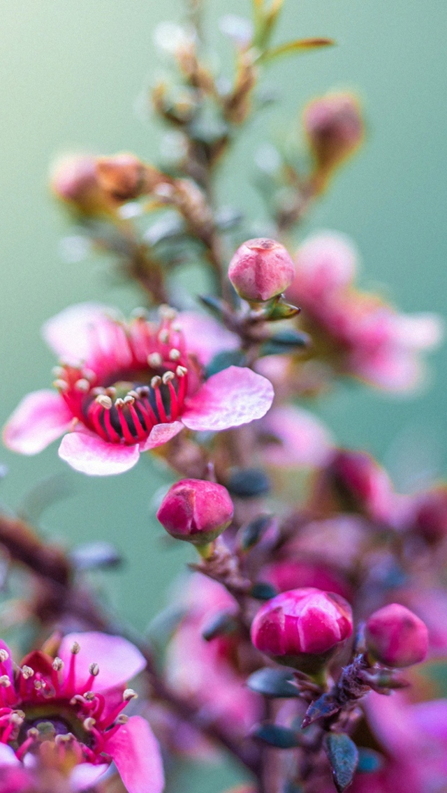 Screenshot №1 pro téma Spring Pink Flowers 640x1136
