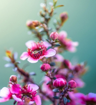 Kostenloses Spring Pink Flowers Wallpaper für iPad mini 2