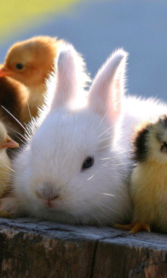 Rabbit and Chicken screenshot #1 240x400