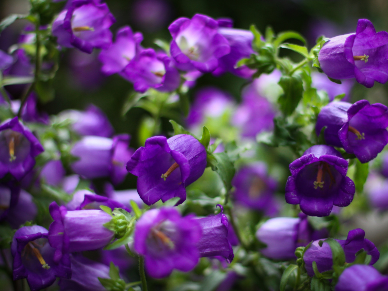 Blue Bell Flowers screenshot #1 800x600