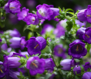 Blue Bell Flowers - Obrázkek zdarma pro HP TouchPad