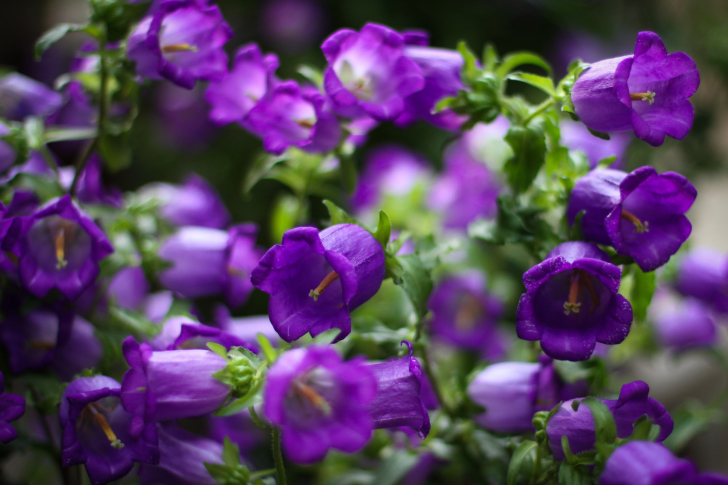 Fondo de pantalla Blue Bell Flowers