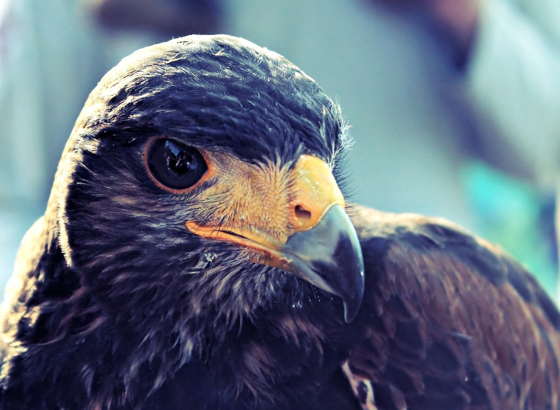 Prey Bird Close Up screenshot #1 1920x1408